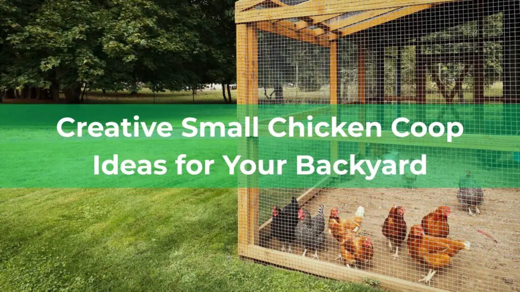 Small chicken coop