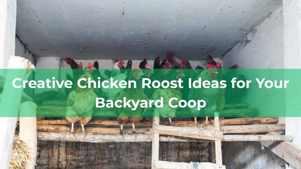 Chicken Roost Ideas featured image