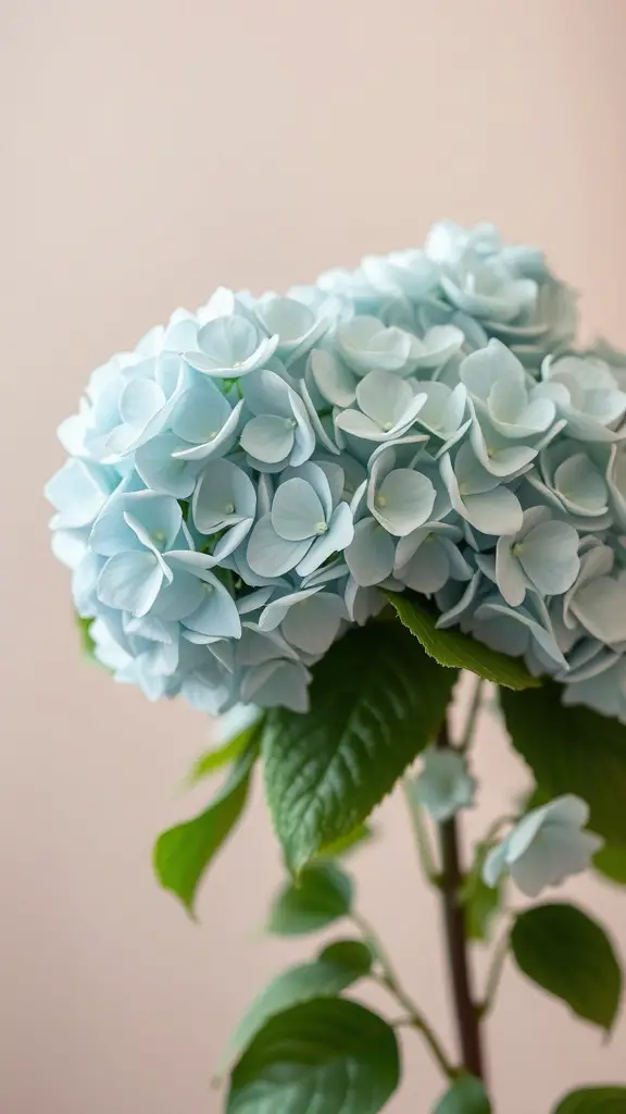 A close-up of a light blue hydrangea bouquet with green leaves.