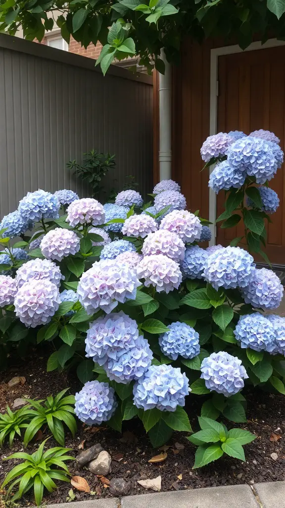 A cluster of blue and pink hydrangeas in a small garden setting.