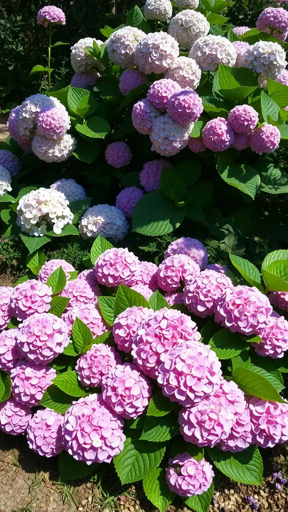 A vibrant display of pink and white hydrangeas in full bloom, surrounded by lush green leaves.