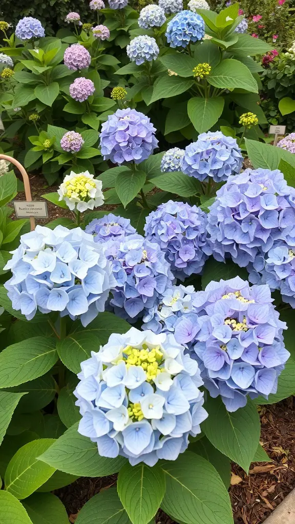 A variety of hydrangeas in different colors, showcasing their beautiful blooms and lush green leaves.