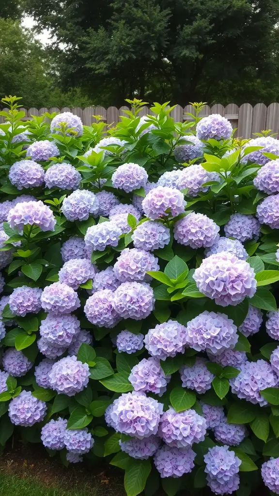 A lush hydrangea hedge with clusters of purple flowers, providing a natural privacy barrier.