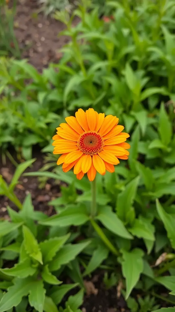 A bright orange gerbera daisy surrounded by green leaves