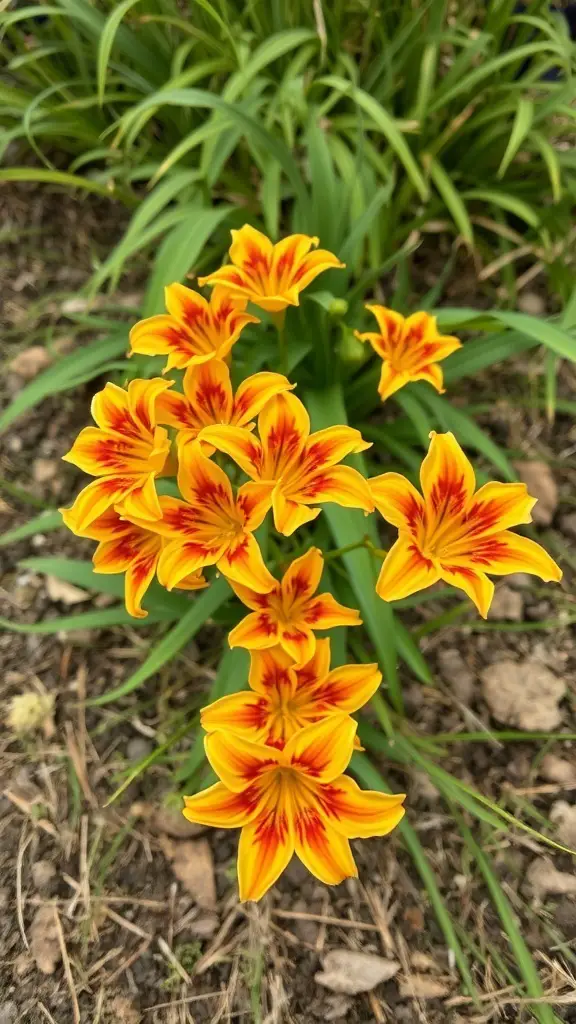 A cluster of vibrant orange Tiger Flowers with red markings, surrounded by green leaves.