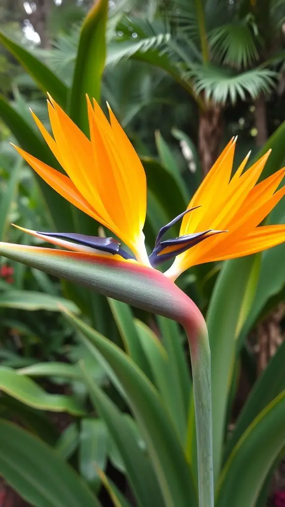 A close-up of a Bird of Paradise flower with vibrant orange petals and dark blue accents, surrounded by green leaves.